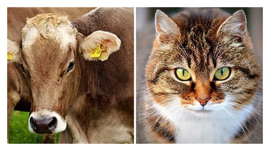 Animal tracking Animal tracking