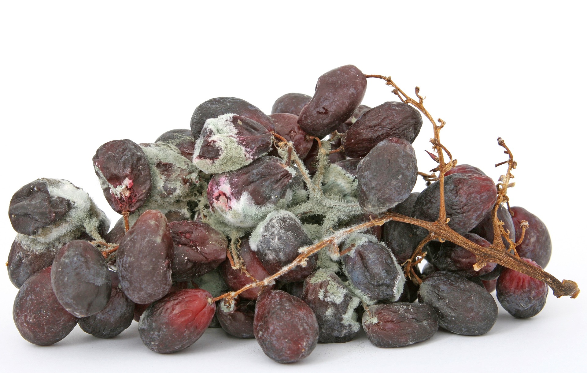 grapes grapes