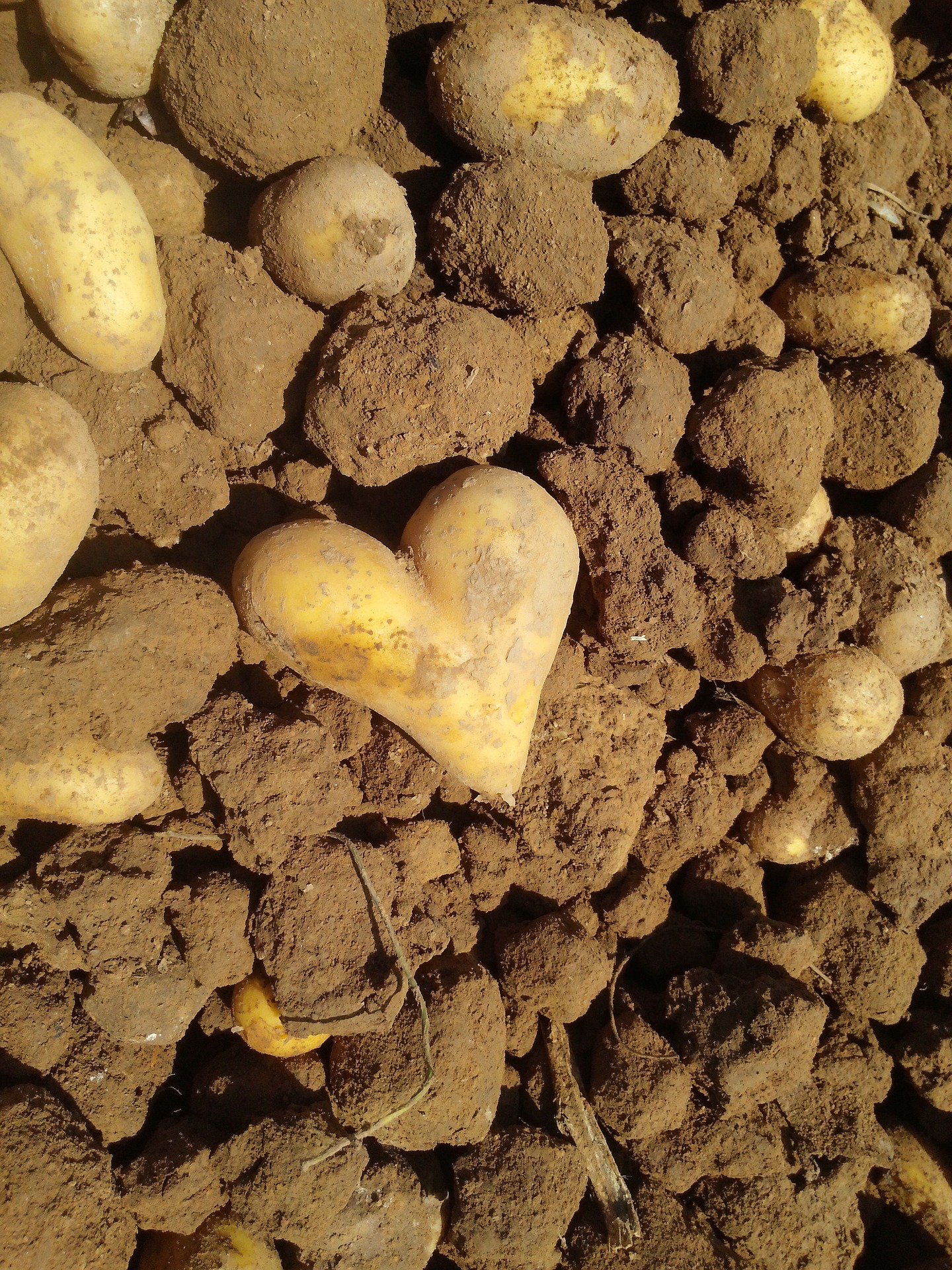 potato potato